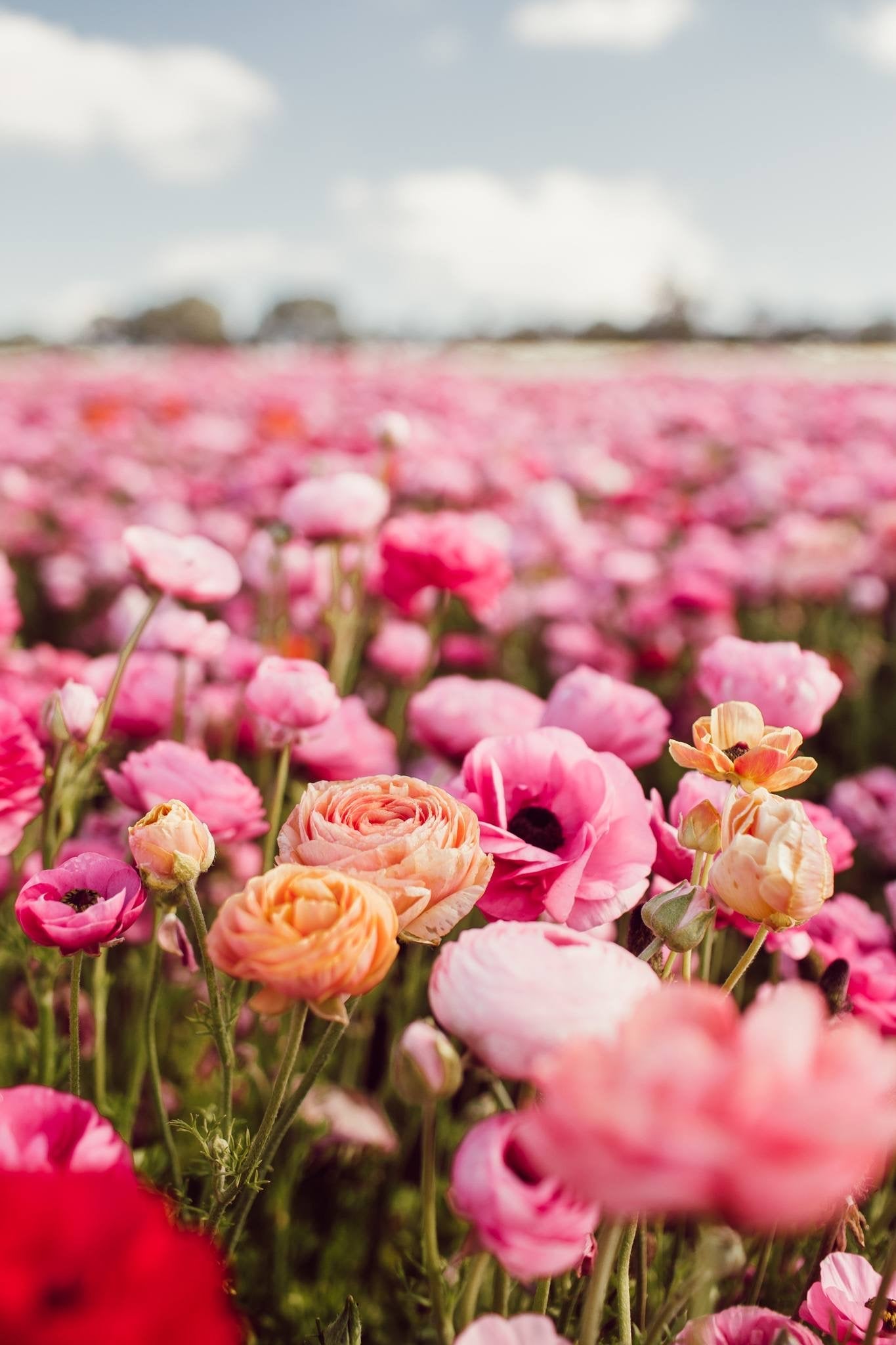 Pastel Petals